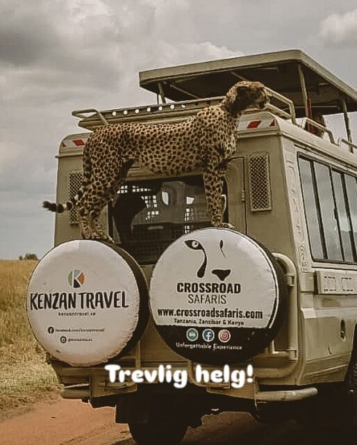 Om du funderar på hur nära du kan komma djuren på en safari…
Trevlig helg önskas från hela Kenzangänget👋🏼👋🏼👋🏼