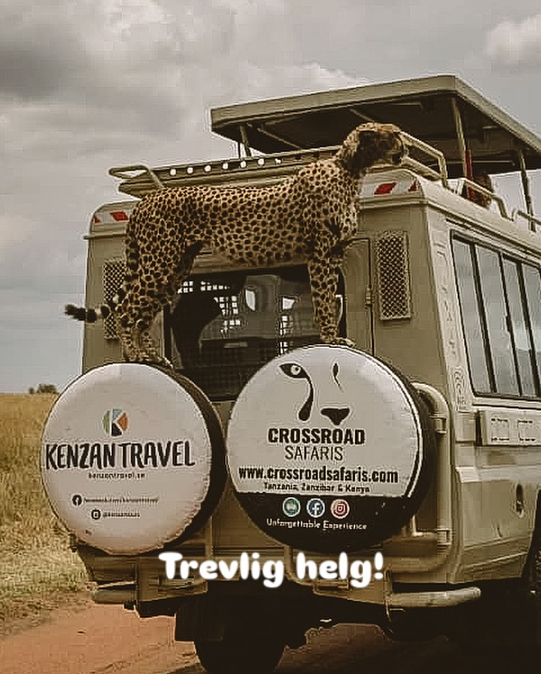 Om du funderar på hur nära du kan komma djuren på en safari…
Trevlig helg önskas från hela Kenzangänget👋🏼👋🏼👋🏼