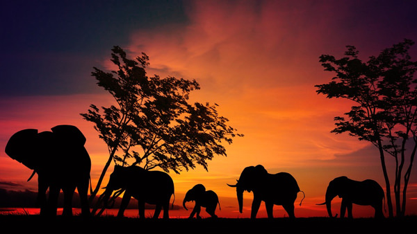 Resa till Tanzania, Safari i Tanzania, Elefanter i Serengeti
