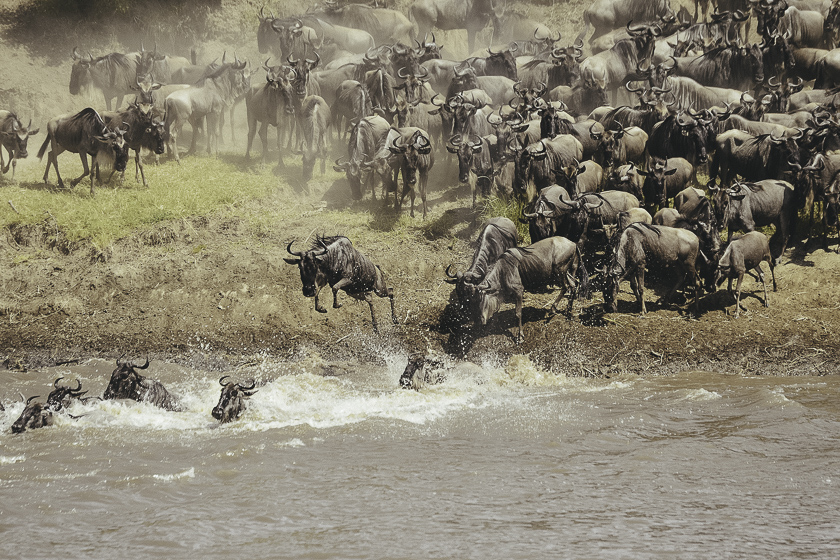Gnuer som korsar Mara floden under den stora migrationen i Serengeti