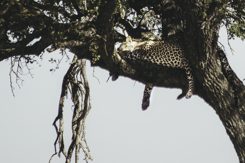 Safari, resa till tanzania, leopard