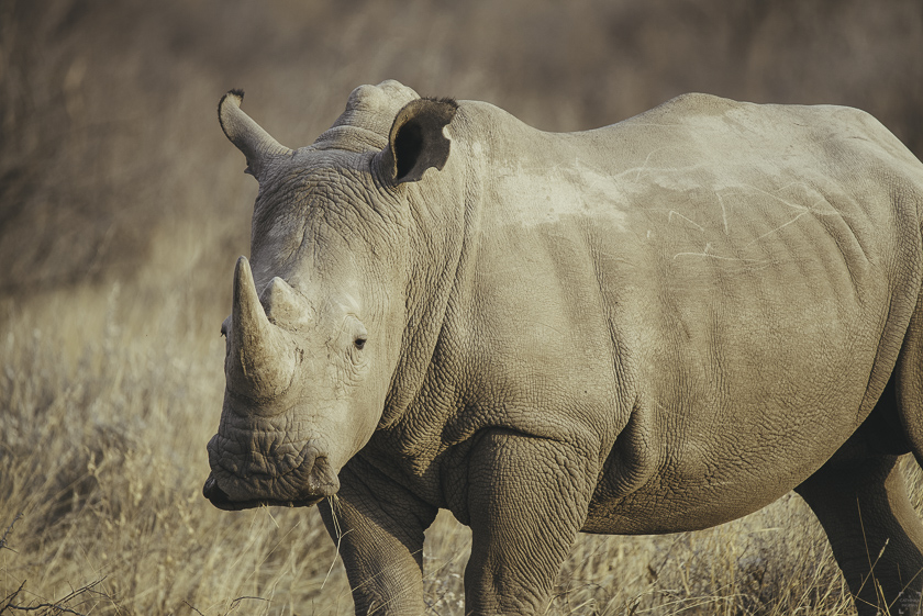 Bästa tiden att besöka Tanzania, resa till Tanzania, safari, noshörning