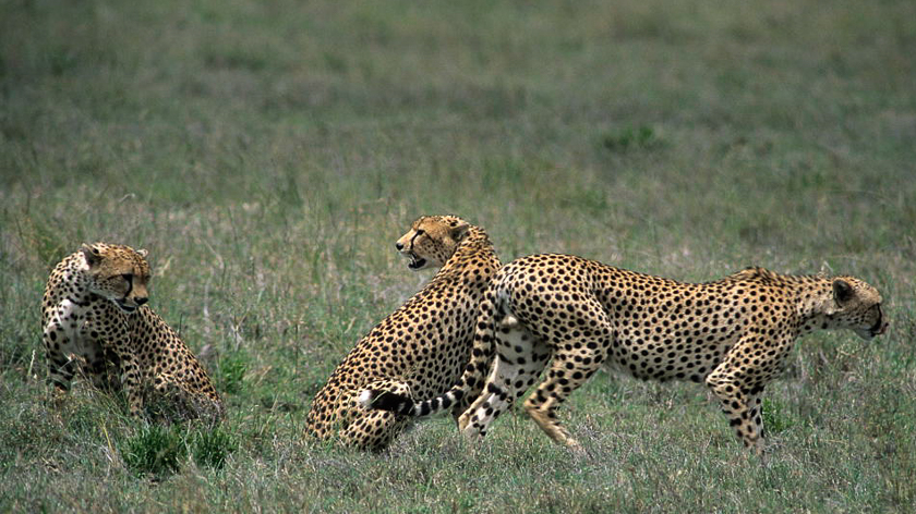 Packlista för en Tanzania safari