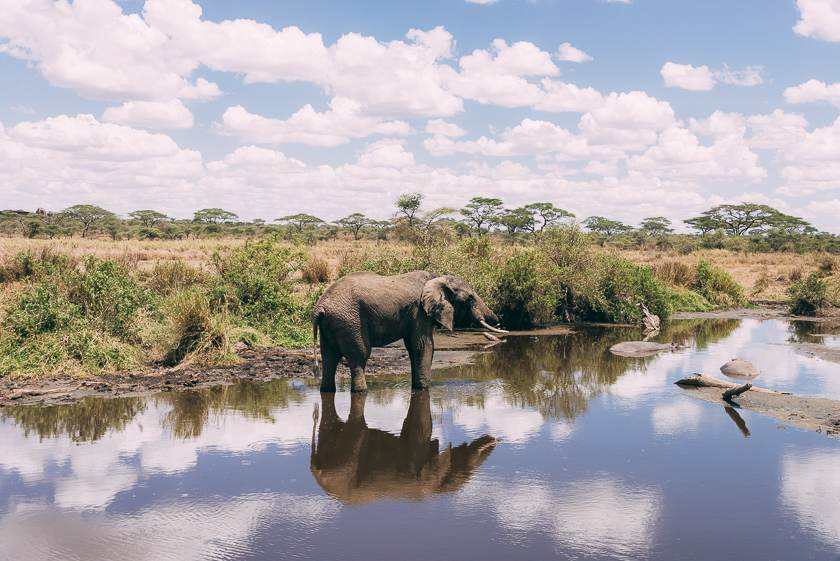 Tips hur du kan tänka kring dricks på din safariresa till Tanzania.