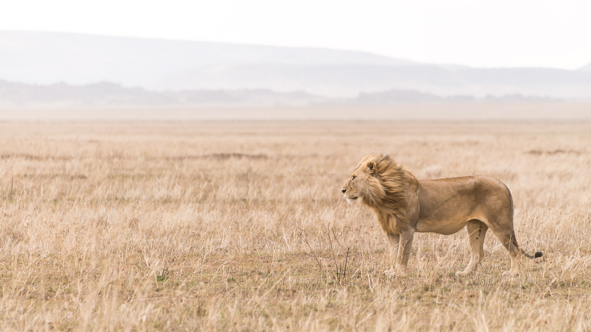 Resa till Tanzania. Tanzania resa, safari Tanzania, Tanzania safari, lejon