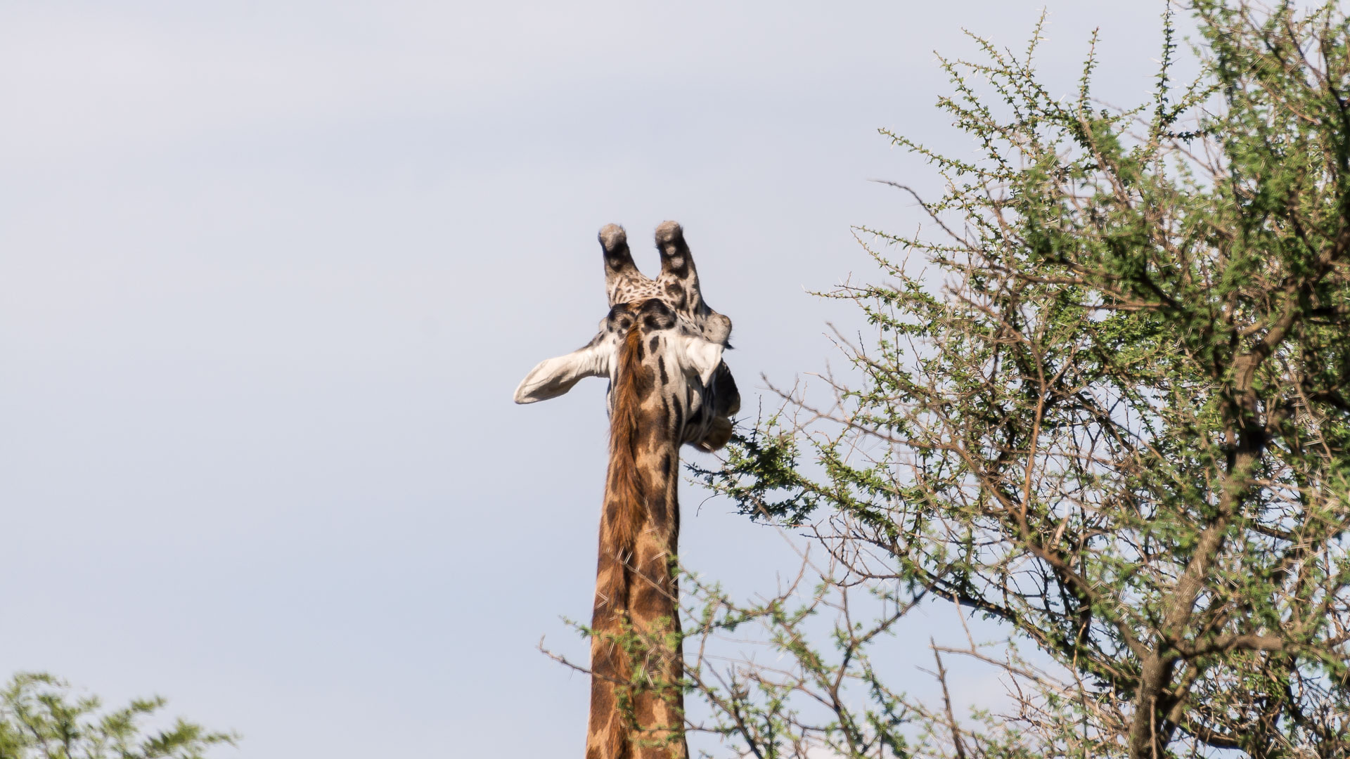 Resa till Tanzania. Tanzania resa, safari Tanzania, Tanzania safari, giraff