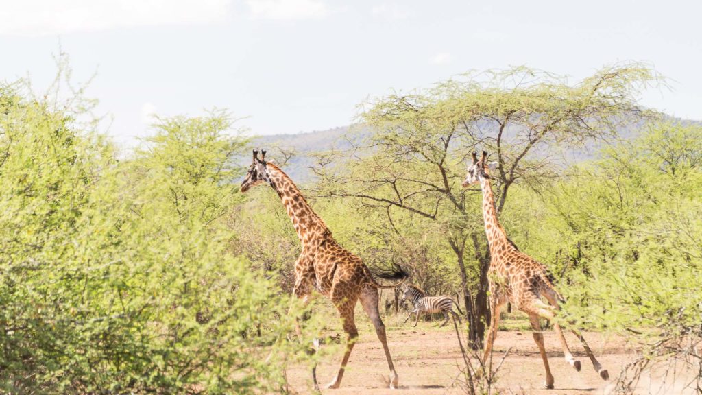 Fakta om Tanzania, Resa till Tanzania. Tanzania resa, safari Tanzania, Tanzania safari, giraff