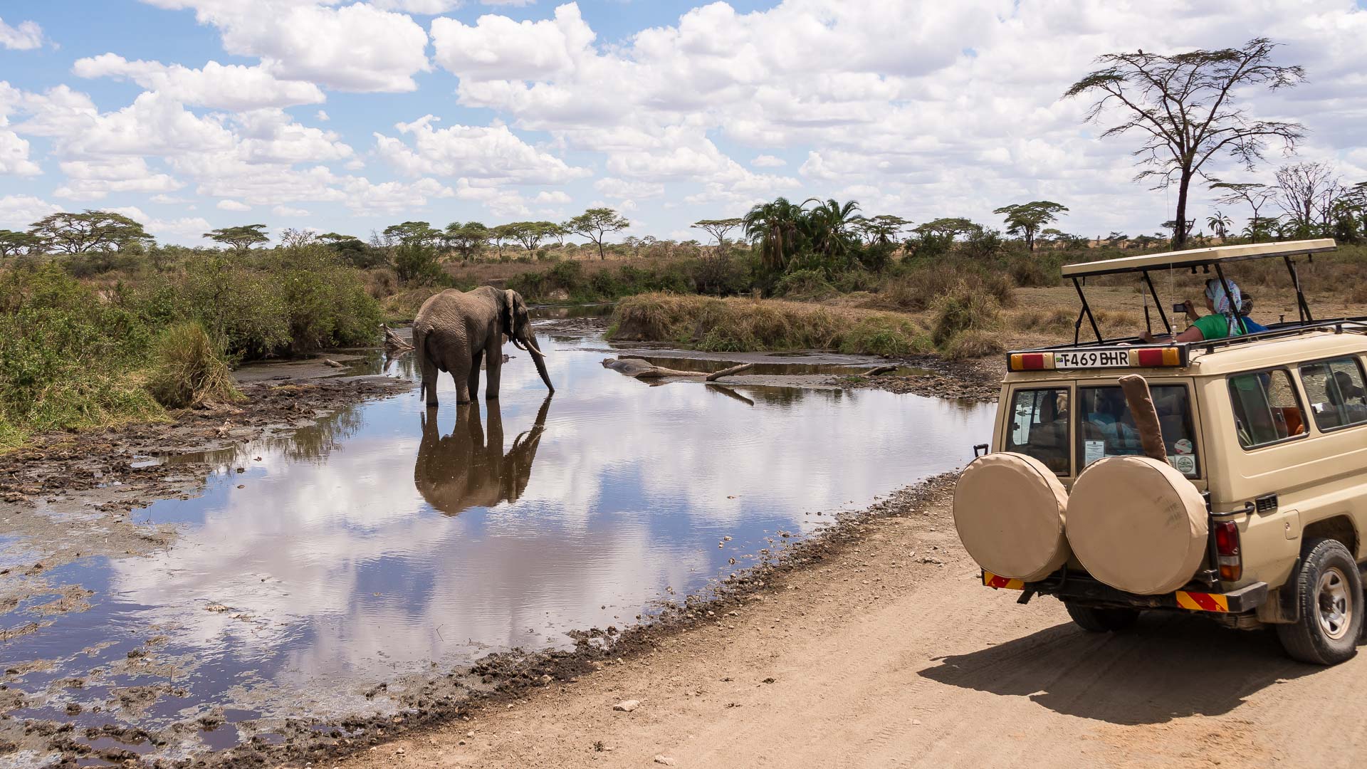 Resa till Tanzania. Tanzania resa, safari Tanzania, Tanzania safari, elefant