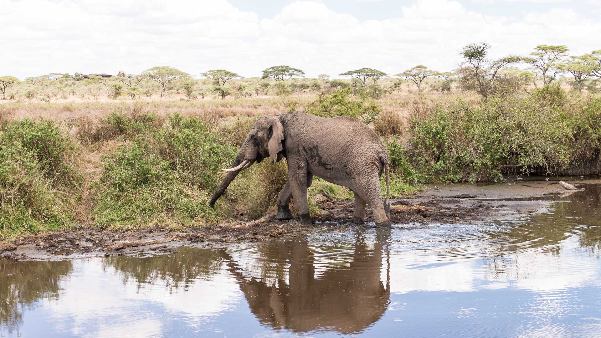 Bästa tiden att besöka Tanzania, Resa till Tanzania. Tanzania resa, safari Tanzania, Tanzania safari, elefant