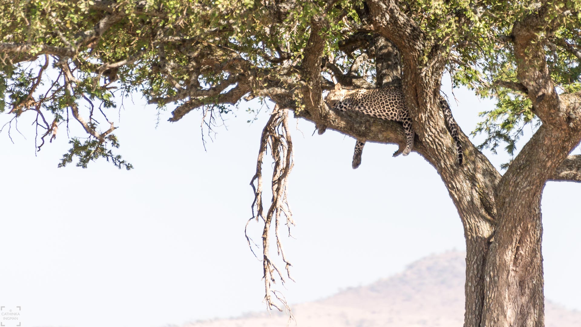 Resa till Tanzania. Tanzania resa, safari Tanzania, Tanzania safari, leopard