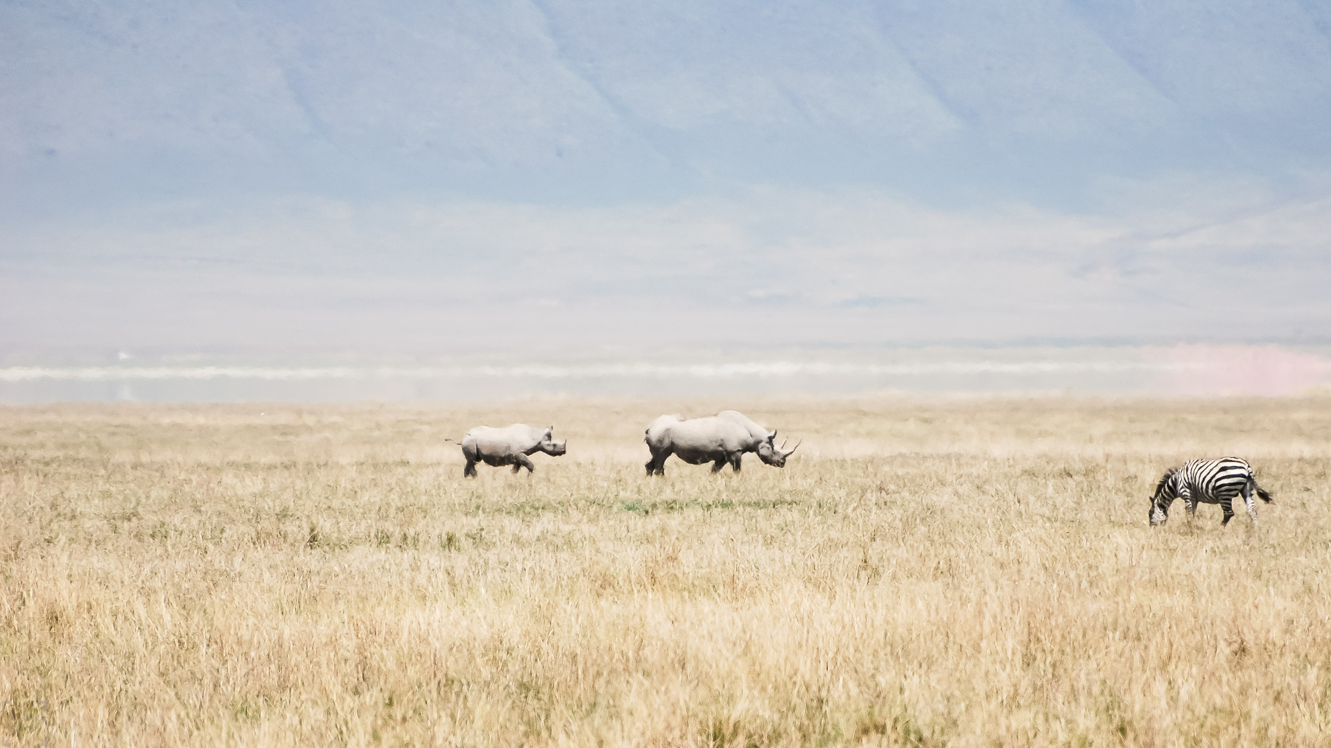 Ngorongoro noshörning