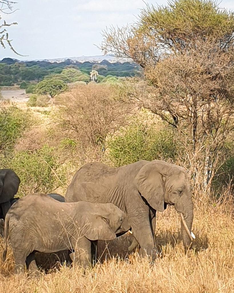 Safari i Tanzania, Tarangire National Park, Lake Manyara