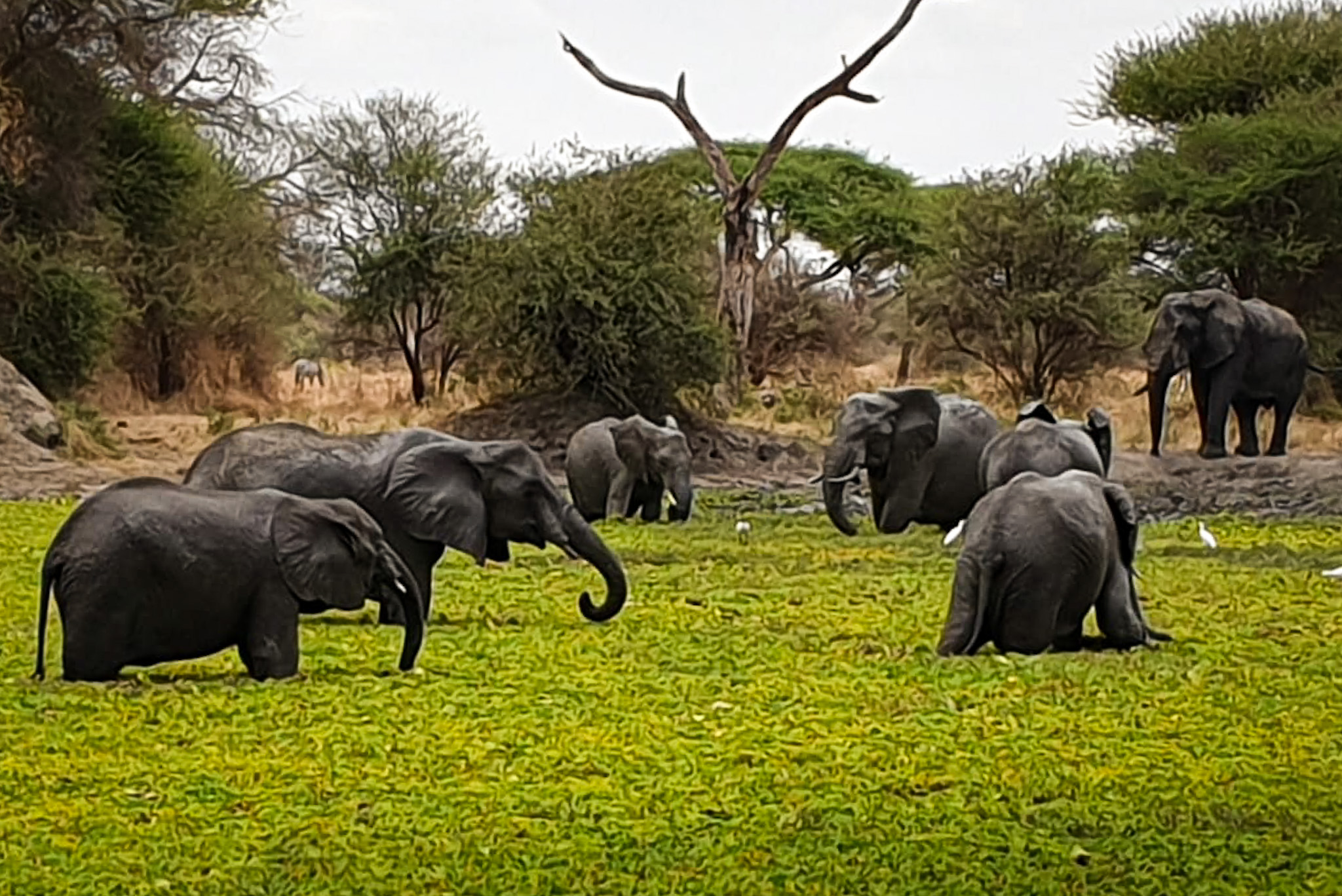 Safari i Tanzania, Tarangire National Park, Lake Manyara