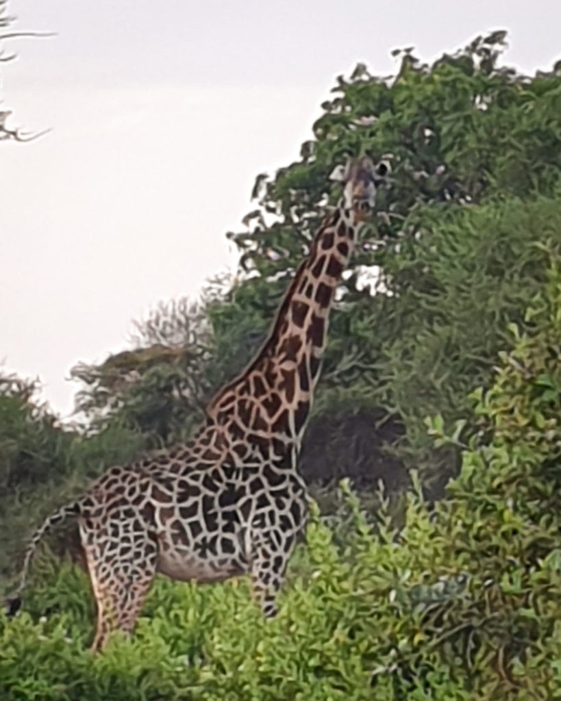 Safari i Tanzania, Tarangire National Park, Lake Manyara