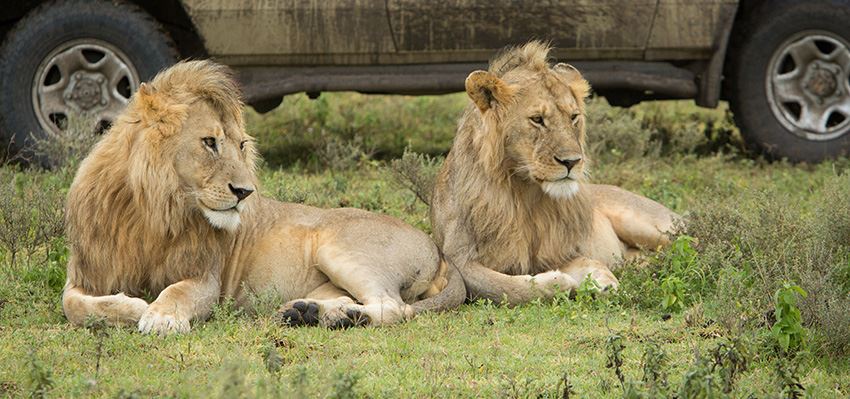 Safari i Tanzania