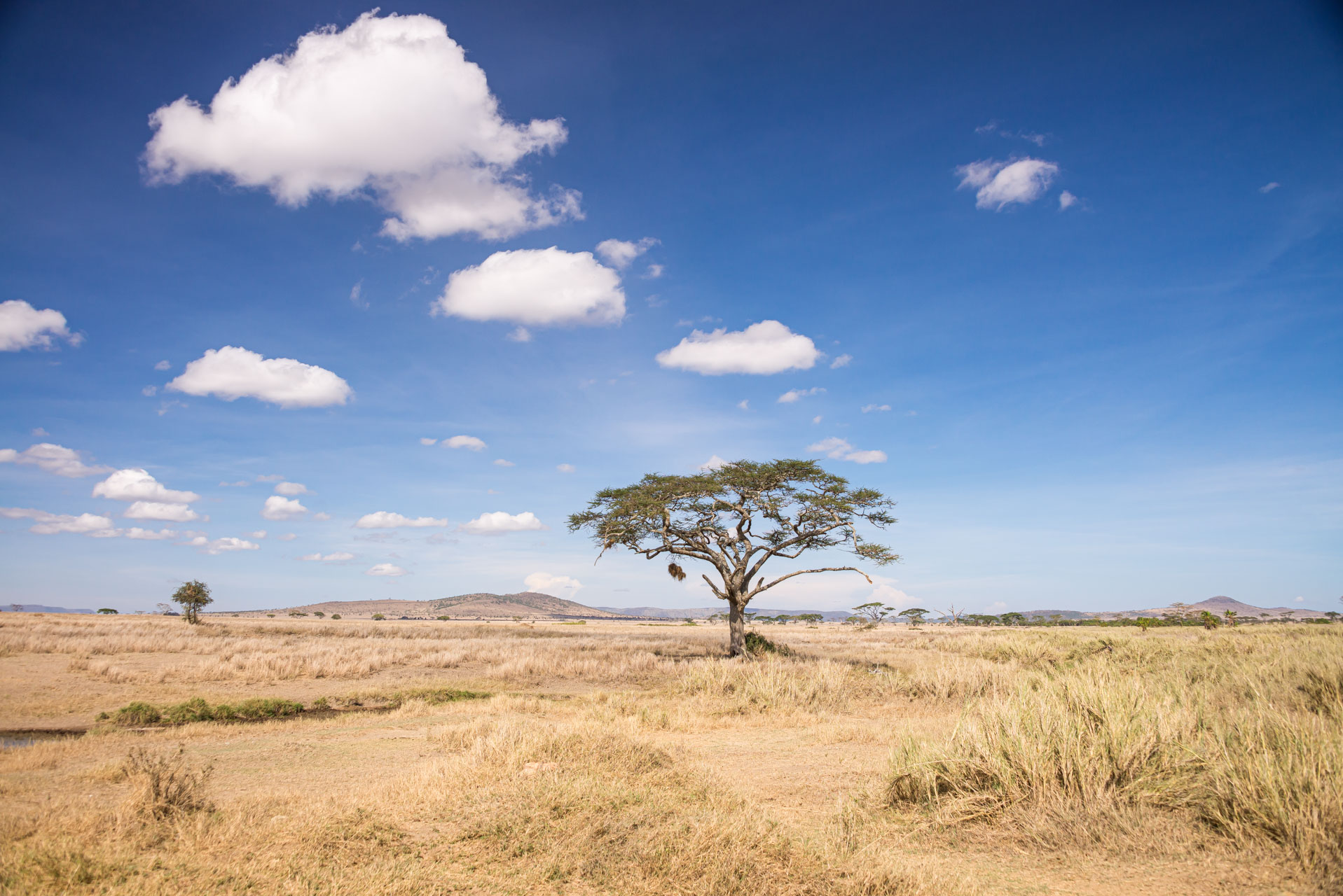 fakta om serengeti