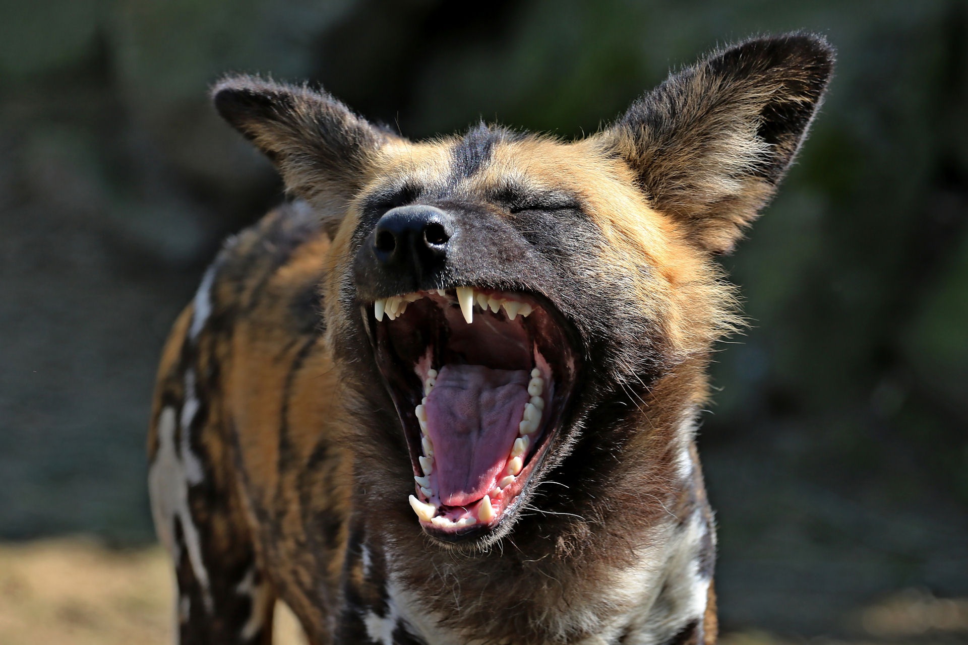 Nyerere, Safari i Tanzania - vildhhund