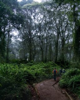 Första och sista dagen på trekken upp för Kilimanjaro bjuder på vandring i den djupa Tanzaniska djungeln. Där kan man höra de vilda aporna ropa, och har man tur kan man även få se dem! ⠀
På bilden ser ni en av våra resenärer i sällskap med två av våra guider Elly och Nagabona. ⠀ ⠀ ⠀ ⠀ ⠀ ⠀ ⠀ ⠀ ⠀ ⠀ ⠀ ⠀ ⠀ ⠀ ⠀ ⠀ ⠀ ⠀ ⠀ ⠀ ⠀ ⠀ ⠀ ⠀ ⠀ ⠀ ⠀ ⠀ ⠀ ⠀ ⠀ ⠀ ”In the jungle, it is a competition for light. The ferns grow over ten feet tall and the moss climbs up the trees. We have cleared some areas of the jungle in order to give clear sight for the prey. You see, when the bush is allowed to grow freely, the predators get an easier hunt. It is a very competitive environment out here" - Elly, mountain guide.