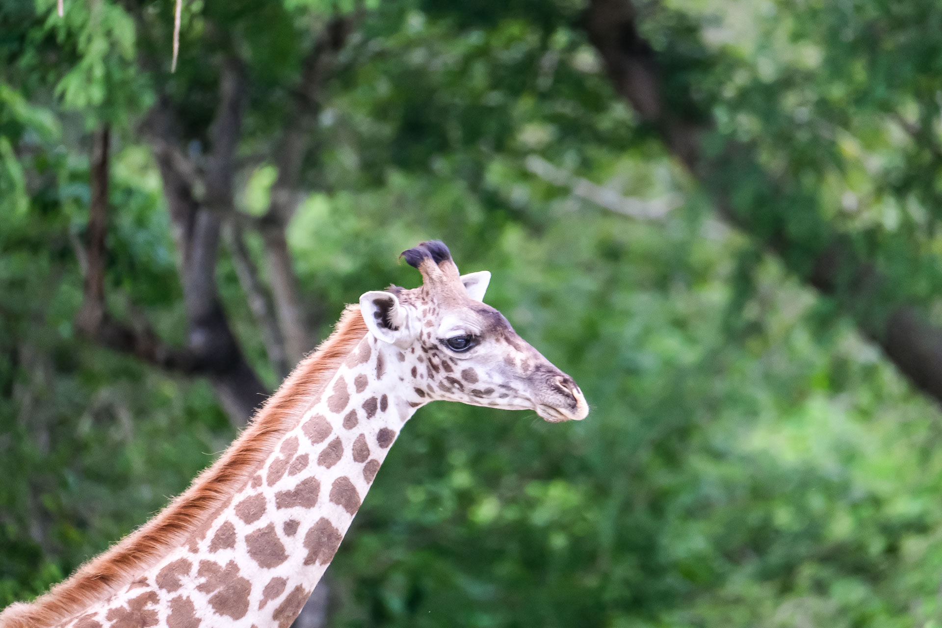Nyerere NP
