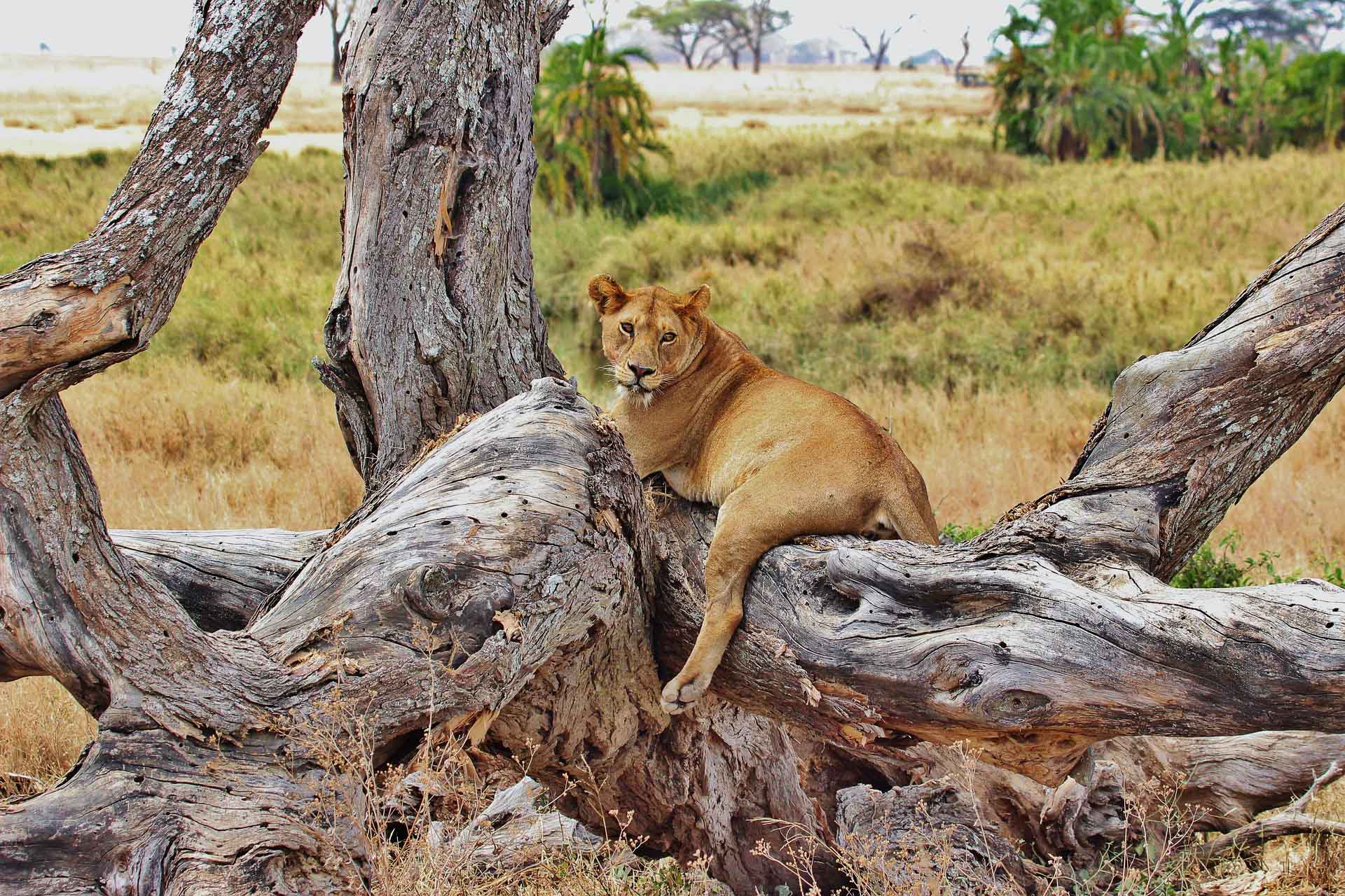 Serengeti - safari i Tanzania - lejon