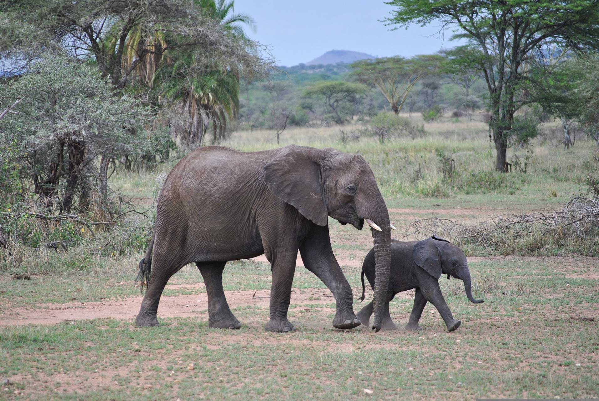 Serengeti - safari i Tanzania - elefanter