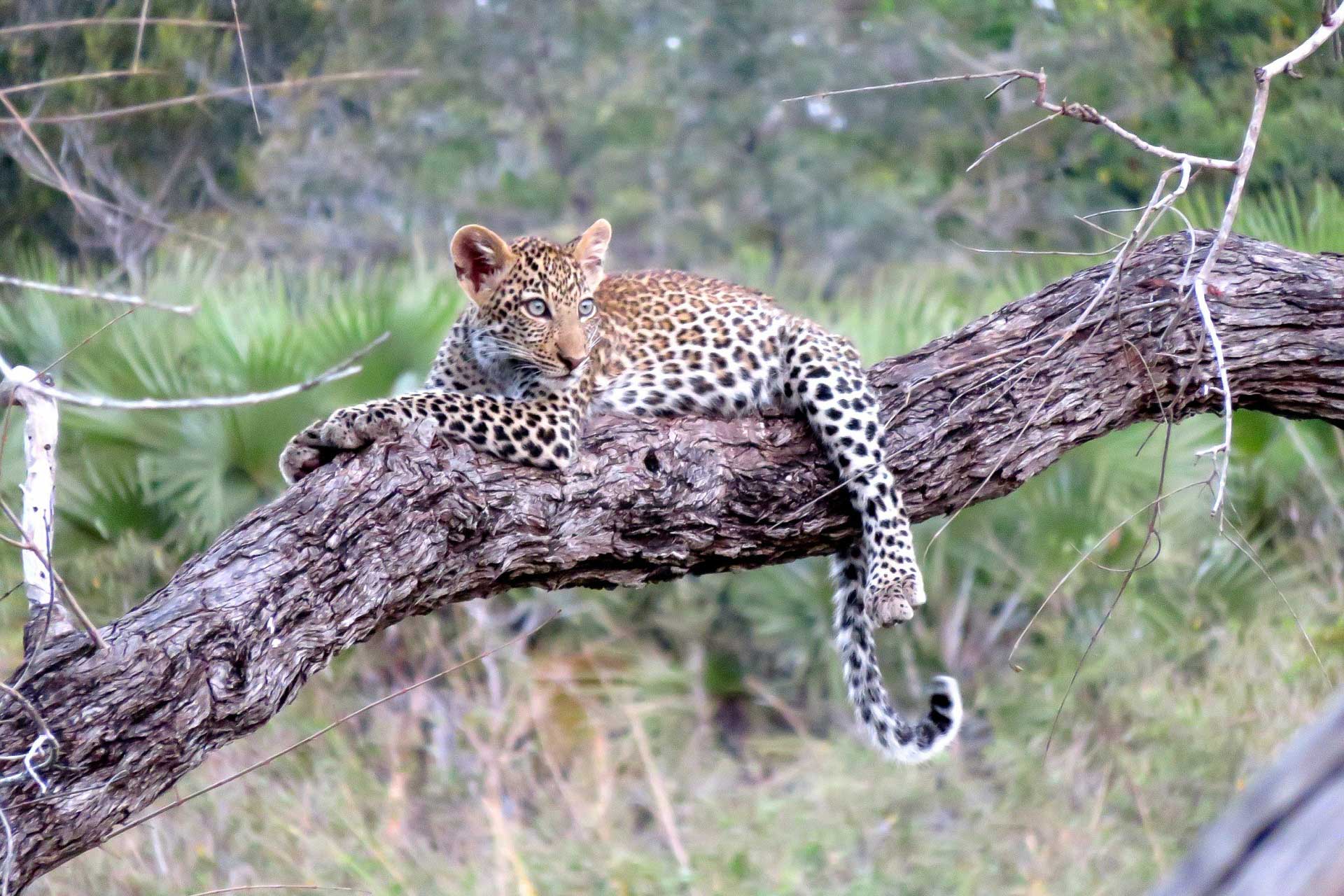 Serengeti - safari i Tanzania - leopard