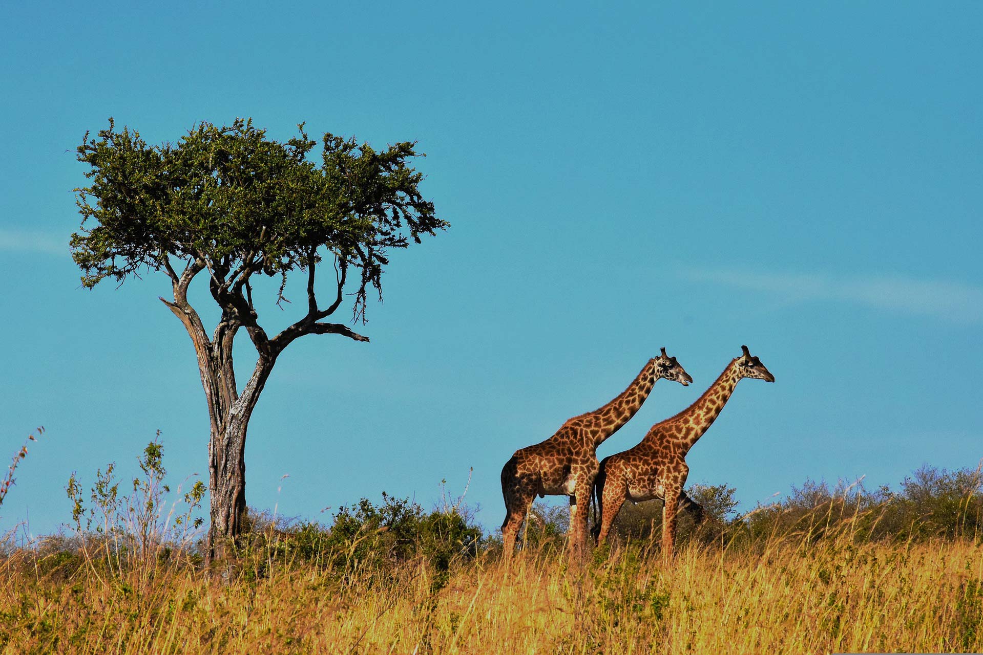 Serengeti - safari i Tanzania - giraffer