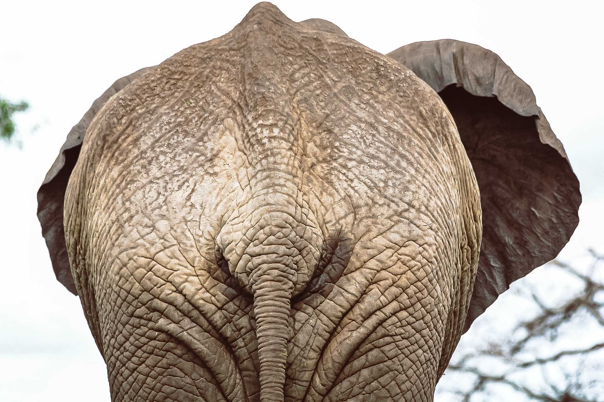 Tarangire, elefant