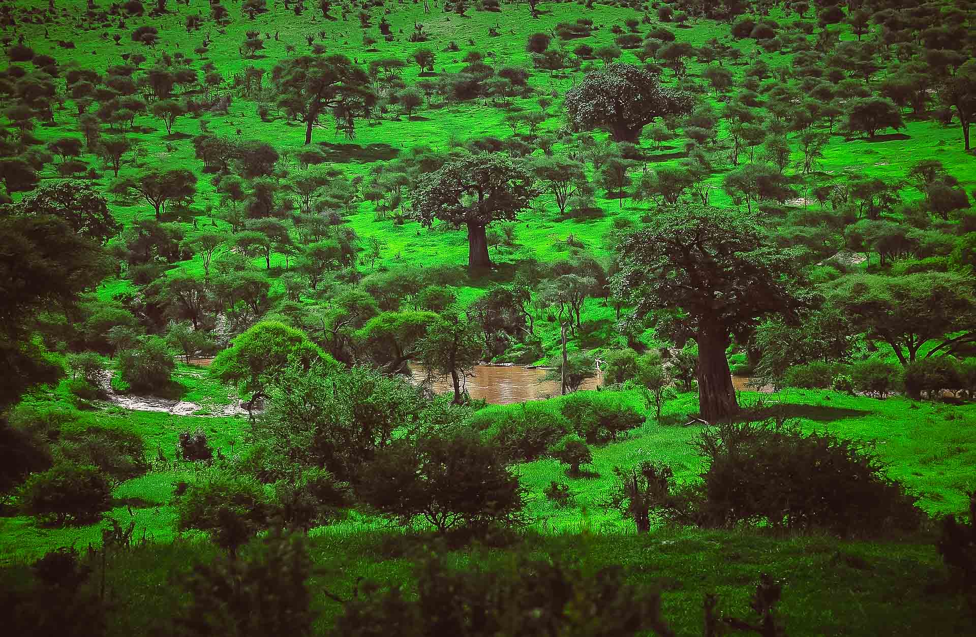 Tarangire, baobabträd