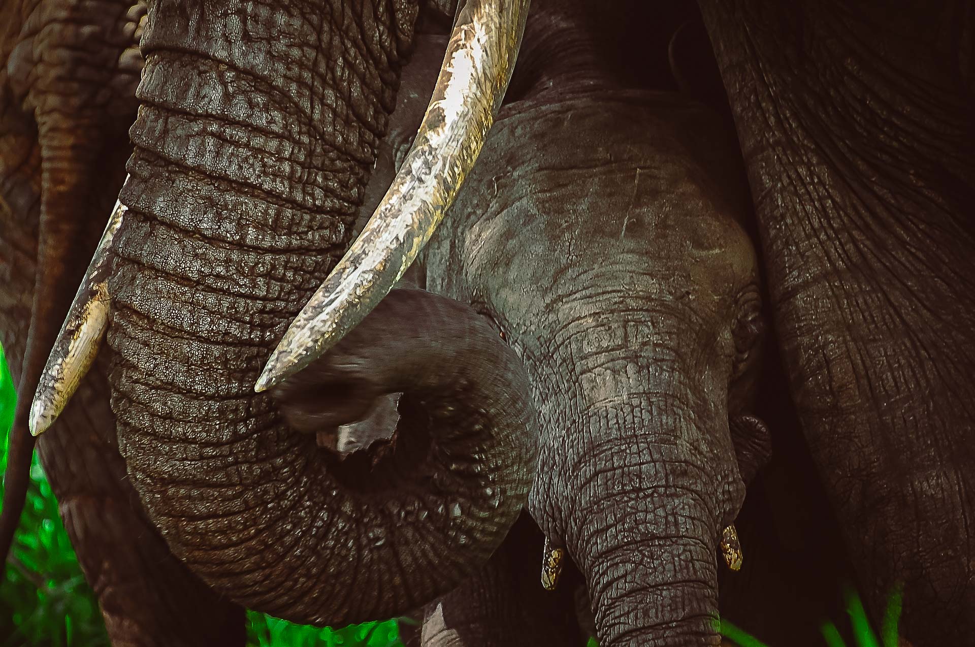 Tarangire, elefant