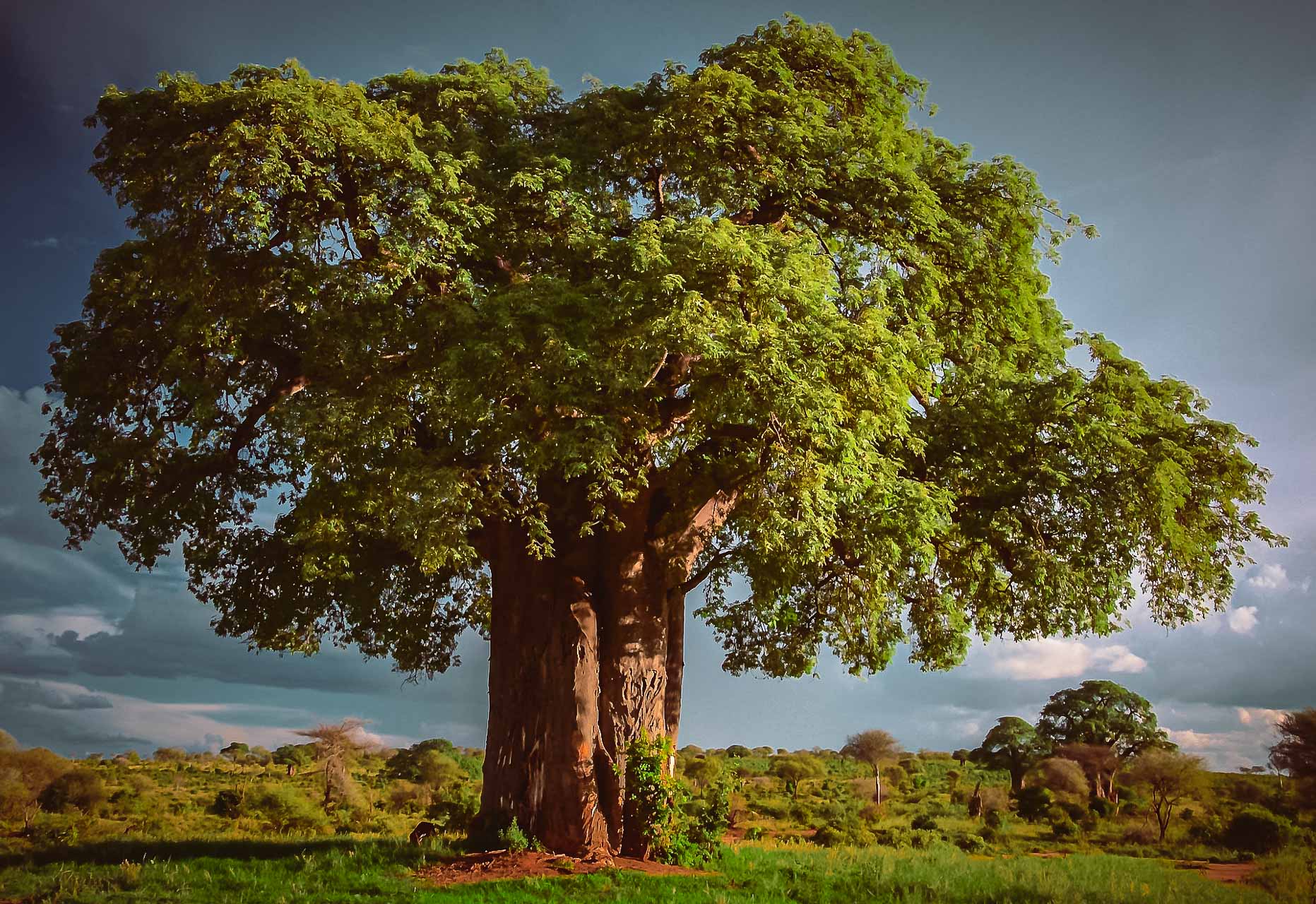 Tarangire, baobabträd