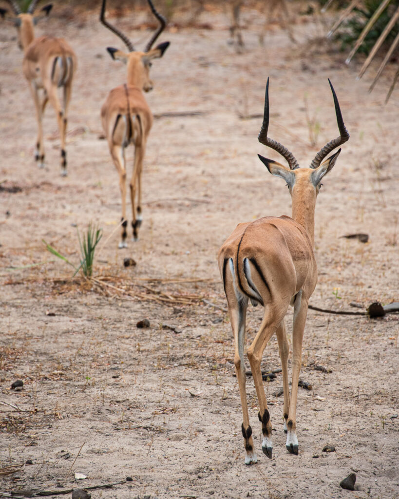 Nyerere National Park, antilop