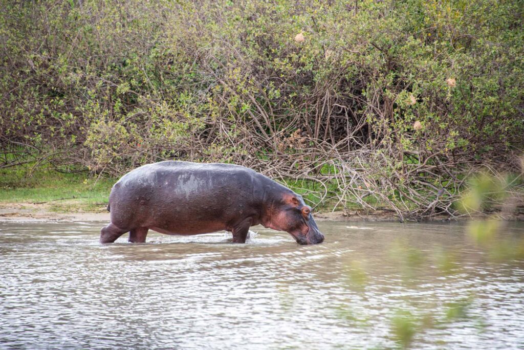 Nyerere National Park, flodhäst