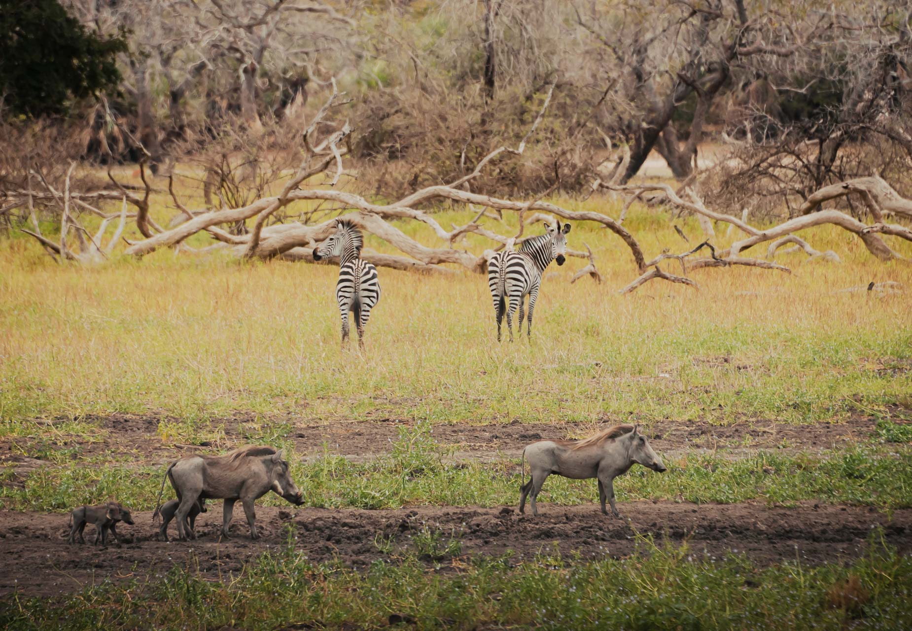 Bland djuren i Nyerere National Park