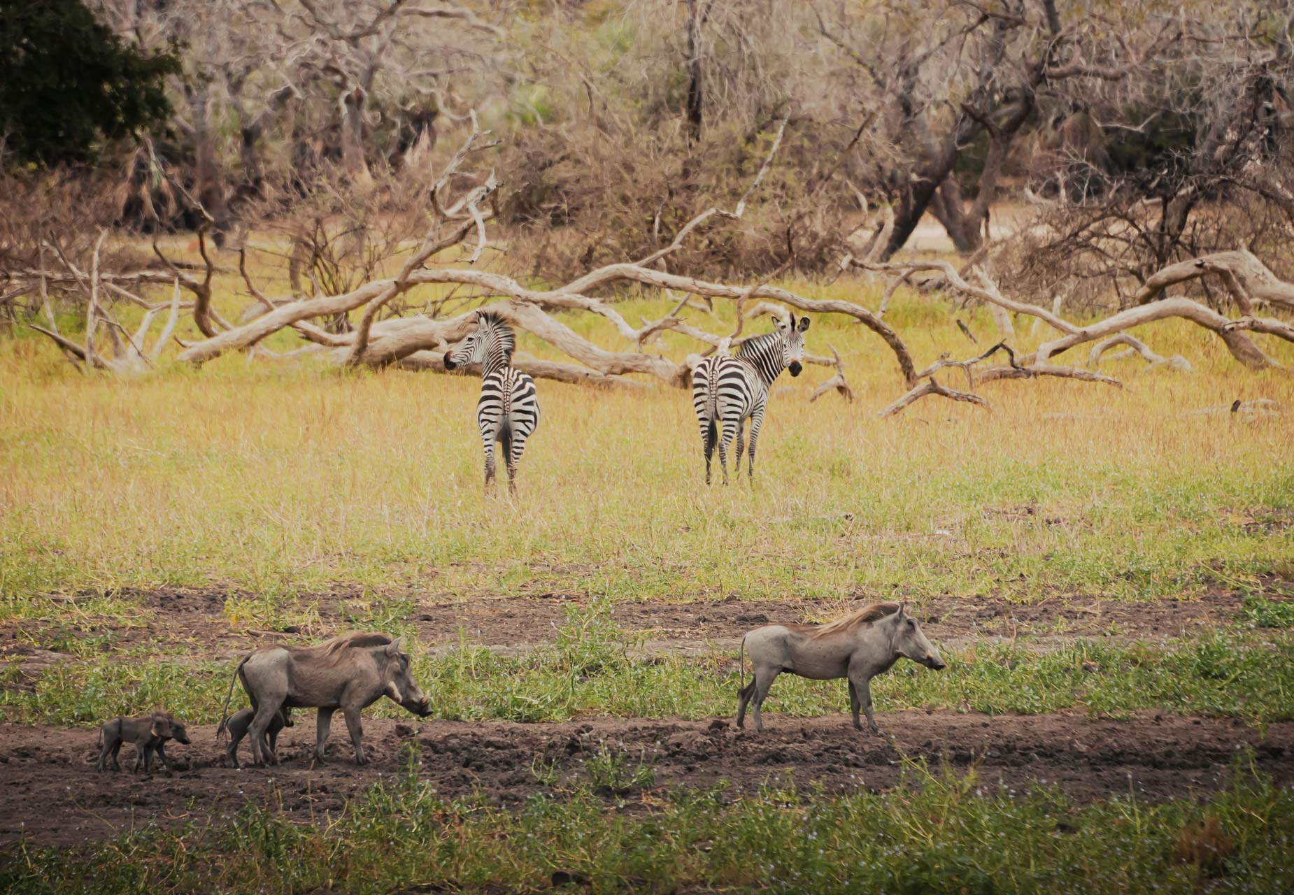 Nyerere National Park