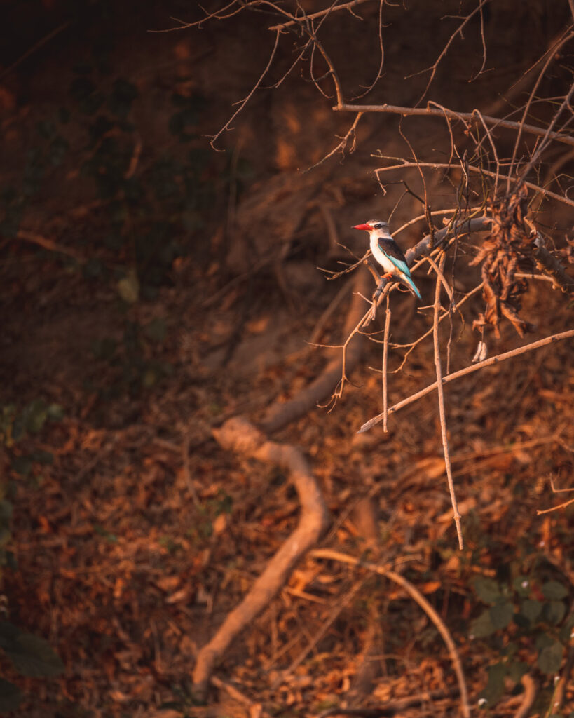 Woodland kingsfisher