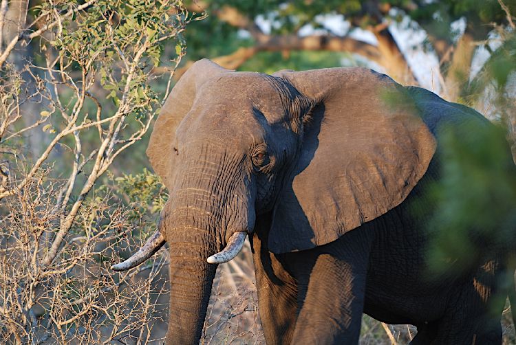 Katavi National Park