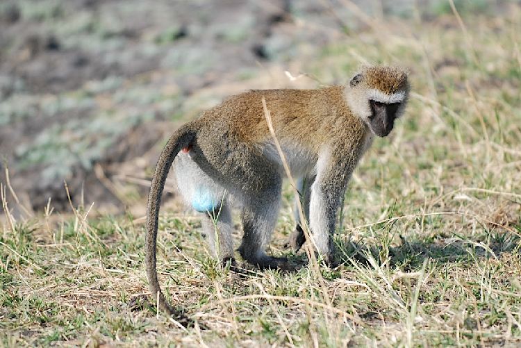 Katavi National Park