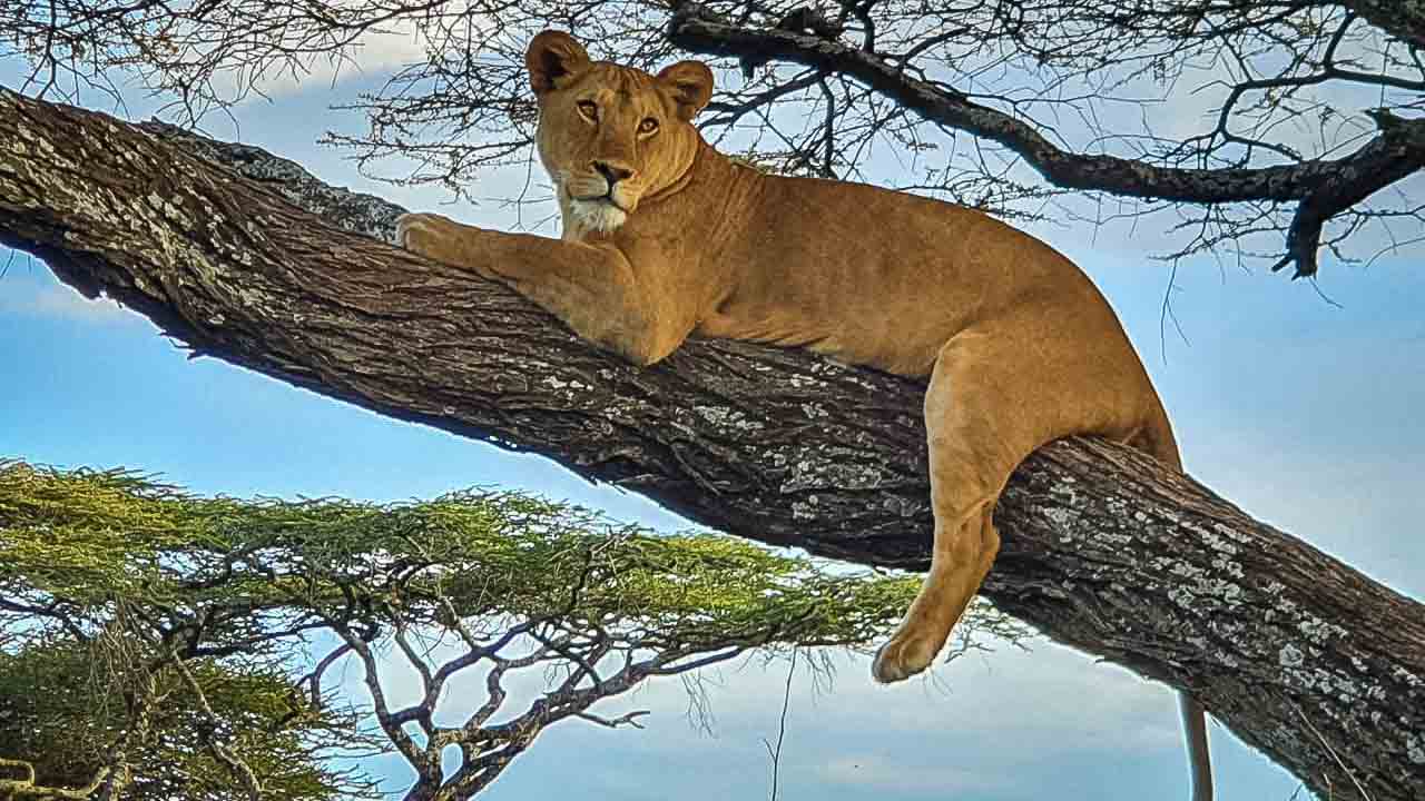 Trädklättrande Lejon i Tanzania – En Unik Syn på Savannen