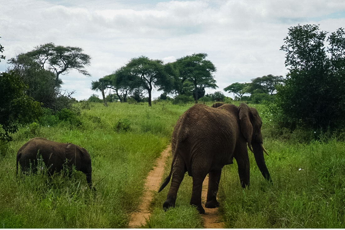 Med hjärtat i Tanzania – Cornelias resa genom savann, byar och barnhem